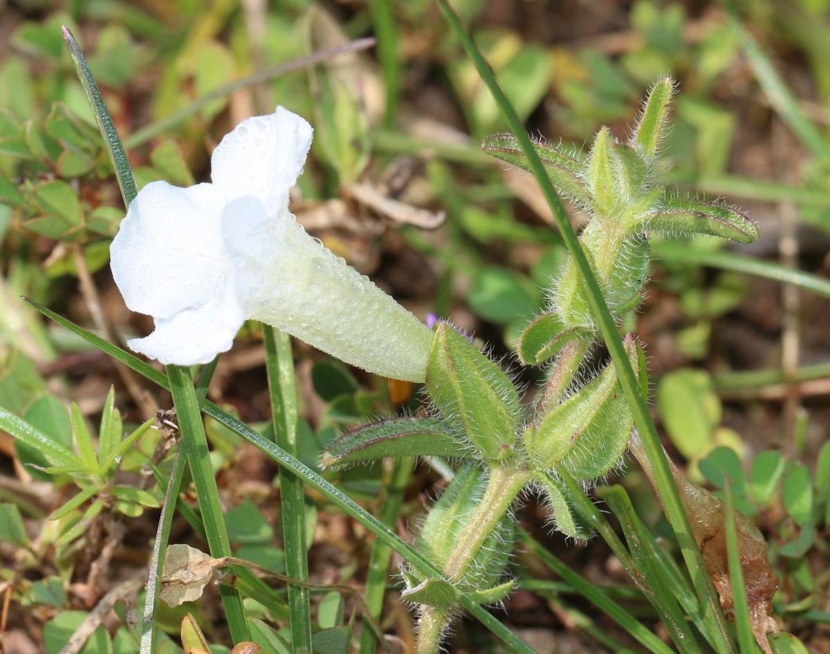 Centranthera indica (L.) Gamble